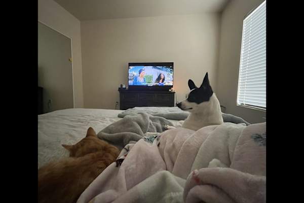 House sit in Carlsbad, NM, US