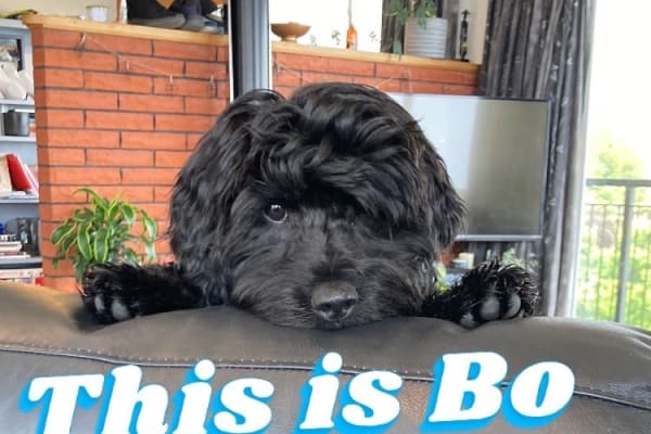 House sit in Dunedin, New Zealand