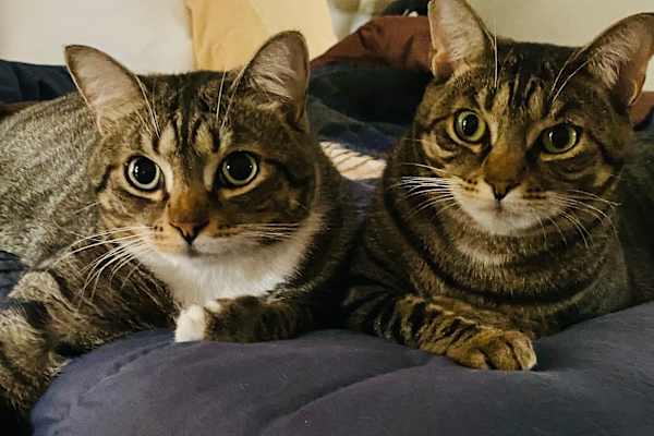 House sit in Naples, FL, US