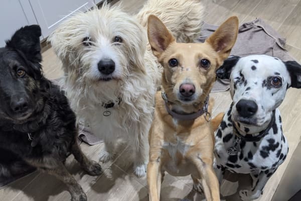 House sit in Granada, Spain