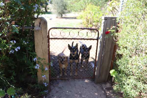 House sit in Evansford, VIC, Australia