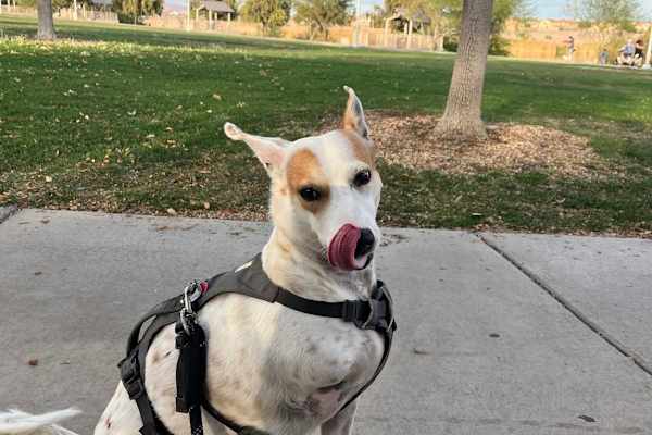 House sit in Henderson, NV, US