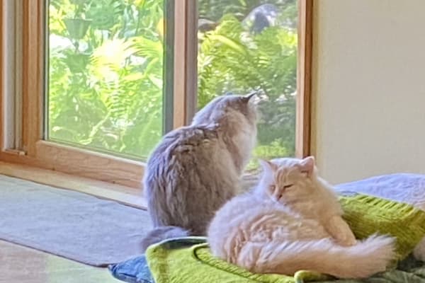House sit in Saint Paul, MN, US