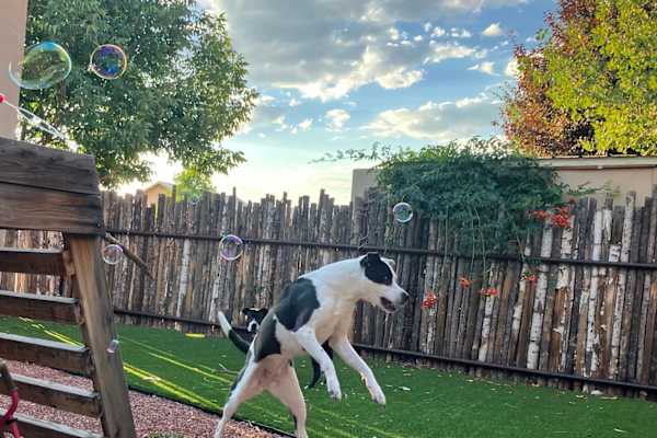 House sit in Santa Fe, NM, US