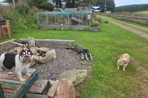 House sit in Ellon, United Kingdom