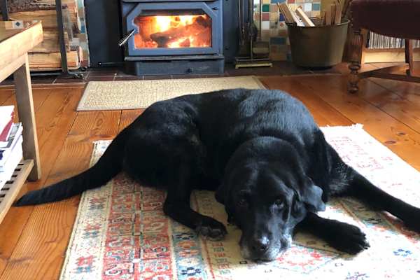 House sit in Gig Harbor, WA, US
