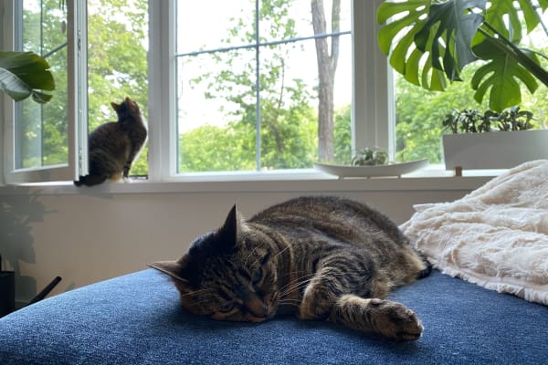 House sit in Beacon, NY, US