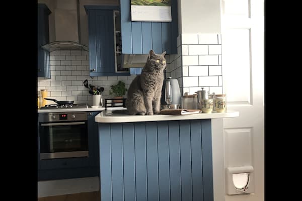 House sit in Earlsfield, United Kingdom