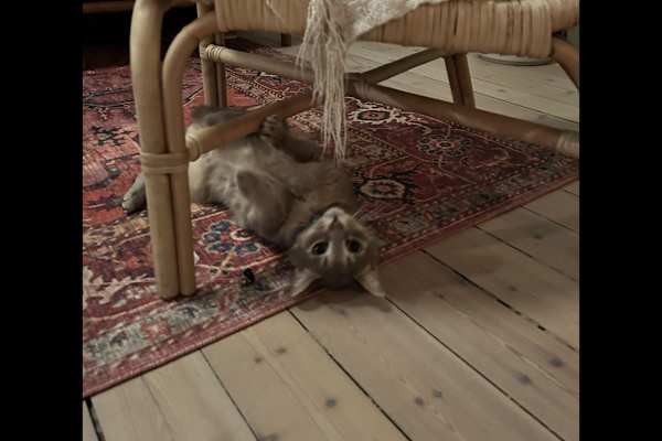 House sit in Oslo, Norway
