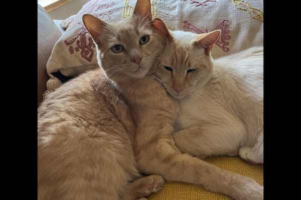 House sit in Reno, NV, US