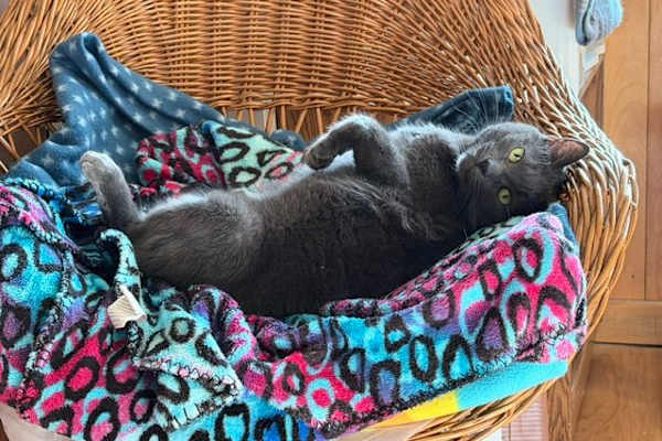 House sit in Canaan, NH, US