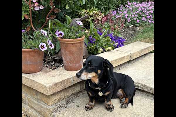 House sit in Cheltenham, United Kingdom