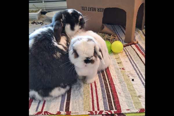 House sit in Winnipeg, MB, Canada