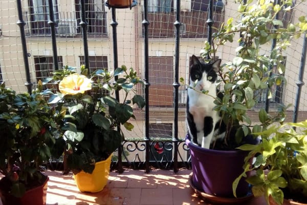 House sit in Madrid, Spain