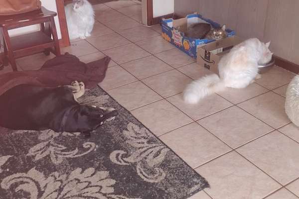 House sit in Busselton, WA, Australia