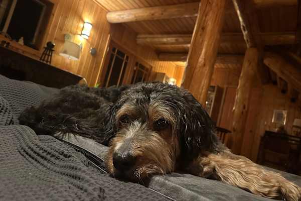 House sit in Bend, OR, US