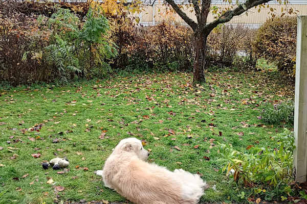 House sit in Örebro, Sweden