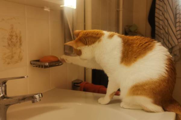 House sit in Zürich, Switzerland