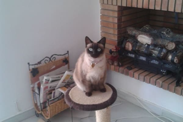 House sit in San Pedro de Alcántara, Spain