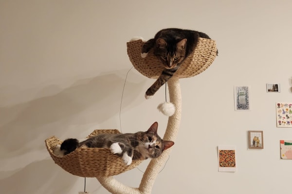 House sit in Brooklyn, NY, US