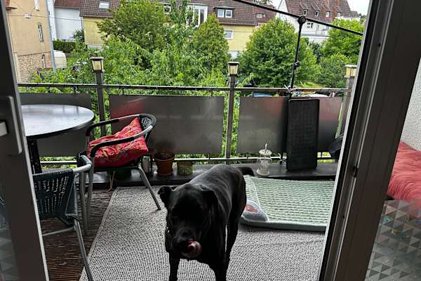 House sit in Stuttgart, Germany