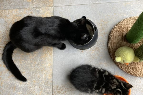 House sit in London, United Kingdom