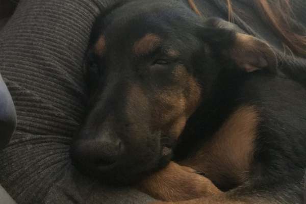 House sit in Deep Cove, BC, Canada