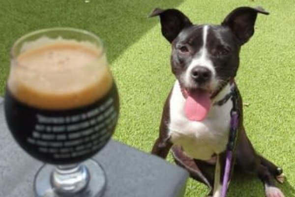 House sit in Phoenix, AZ, US