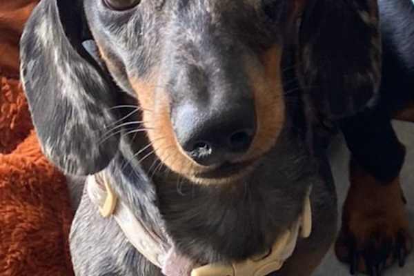 House sit in Valletta, Malta