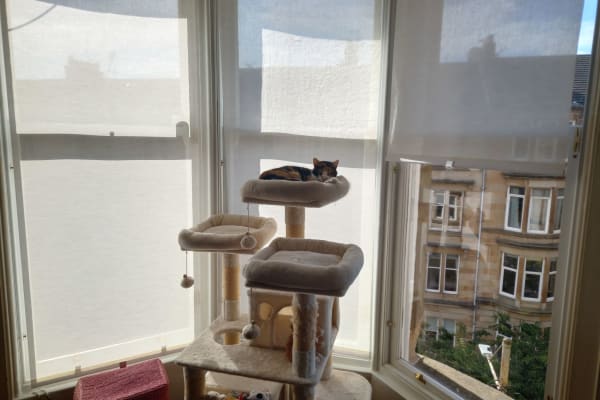 House sit in Glasgow, United Kingdom