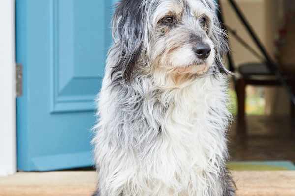 House sit in Islington, United Kingdom