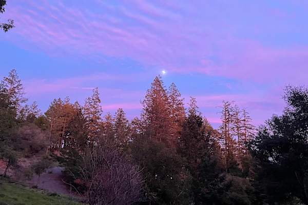 House sit in Santa Rosa, CA, US