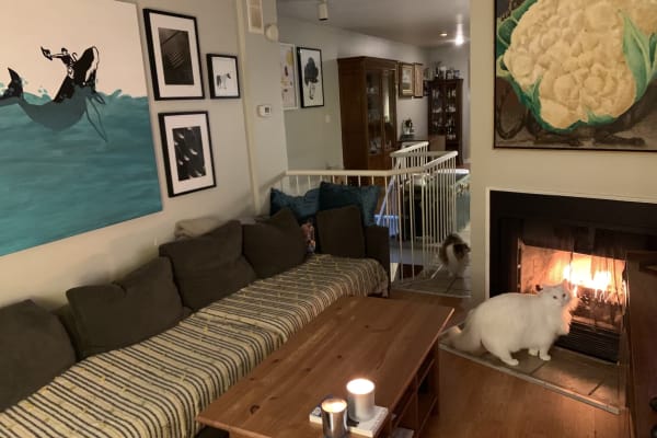 House sit in Toronto, ON, Canada
