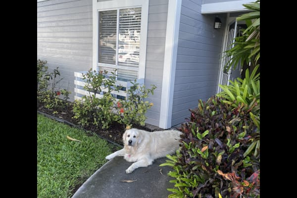 House sit in Kailua-Kona, HI, US