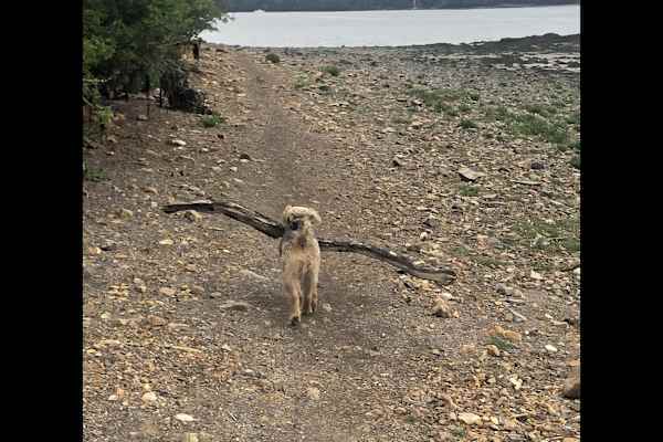 House sit in Narberth, United Kingdom