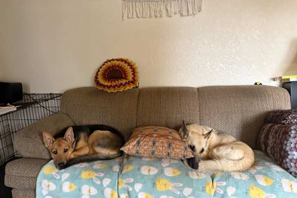House sit in Silver City, NM, US