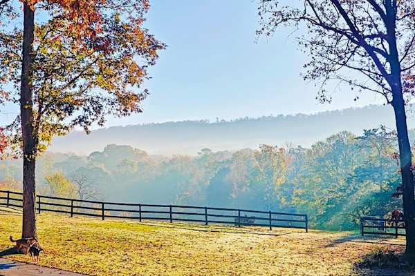 House sit in Leeds, AL, US