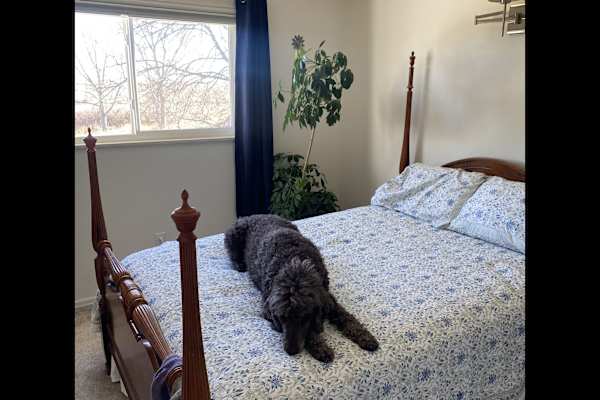 House sit in Louisville, CO, US