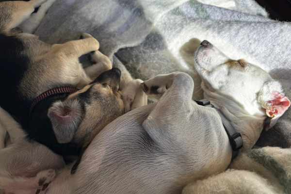 House sit in Hamburg, Germany