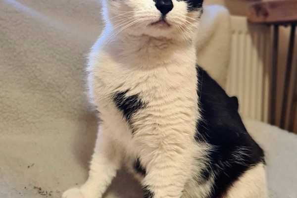 House sit in Abergavenny, United Kingdom