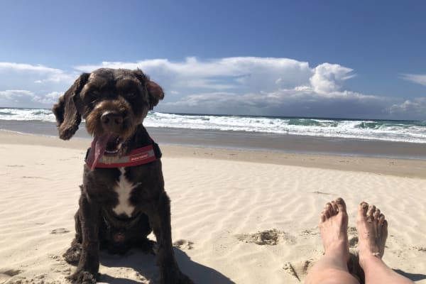 House sit in Tweed Heads, NSW, Australia