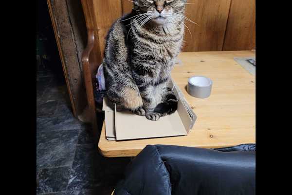 House sit in Bishop's Castle, United Kingdom