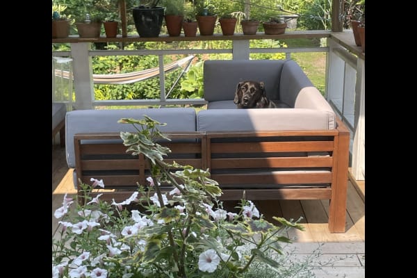 House sit in Ottawa, ON, Canada