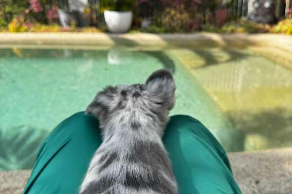 House sit in Gold Coast, QLD, Australia
