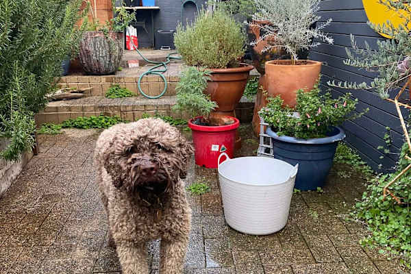 House sit in Melbourne, VIC, Australia