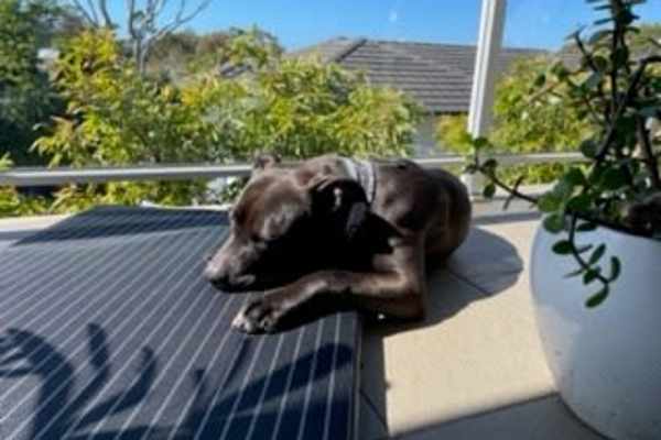 House sit in Sydney, NSW, Australia