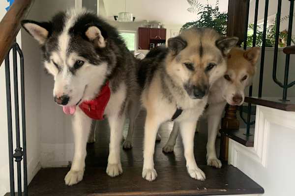 House sit in Rigaud, QC, Canada