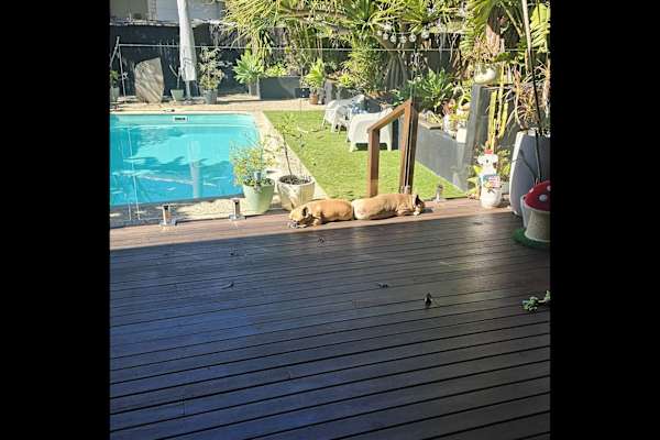 House sit in Brisbane, QLD, Australia