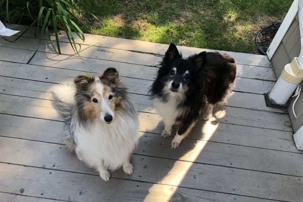 House sit in Rye, NY, US