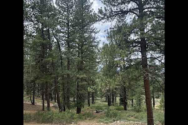 House sit in Truckee, CA, US